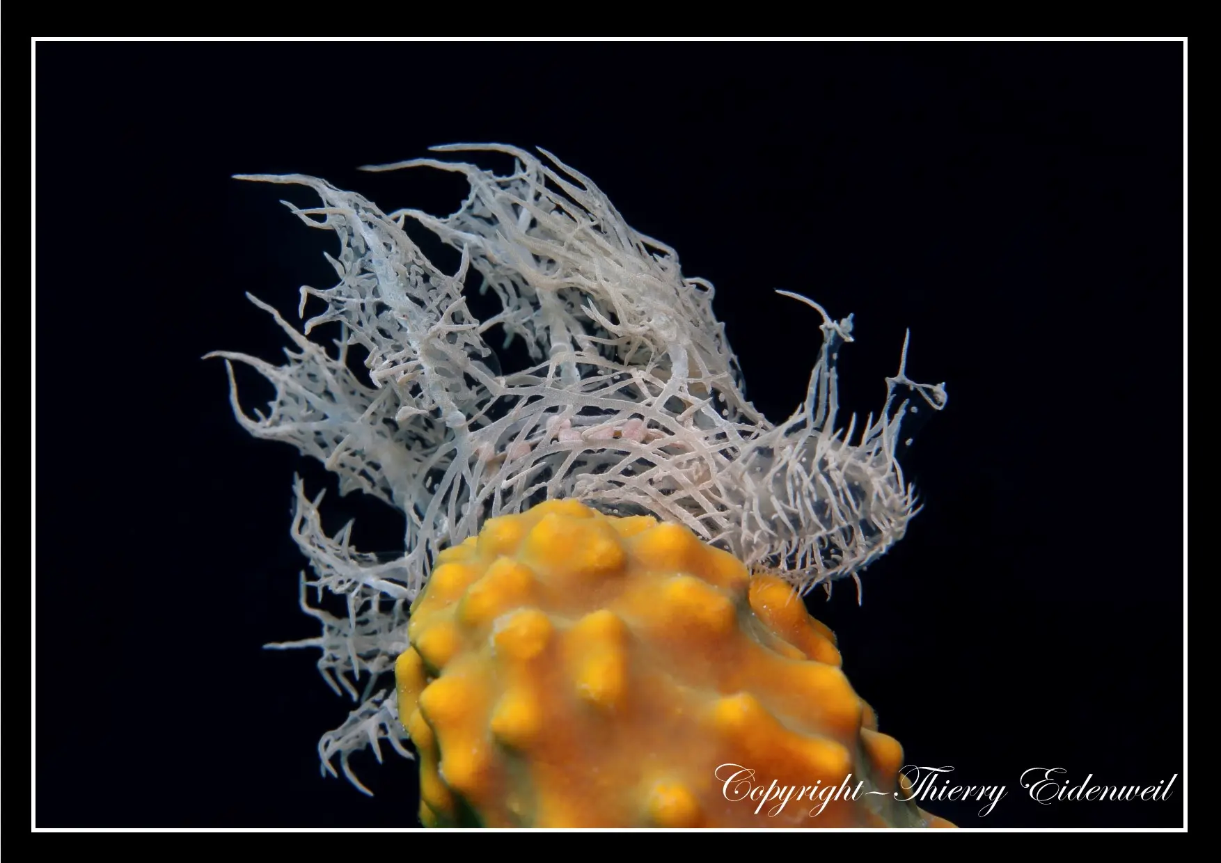 Anilao Macro Dive Media Highlight